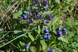 Anchusa pusilla