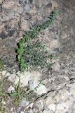 Hypericum perforatum. Вегетирующее растение в скалистом гроте. Южный Казахстан, горы Алатау (Даубаба), Западное ущелье. 24.07.2014.