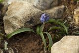 Bellevalia hyacinthoides