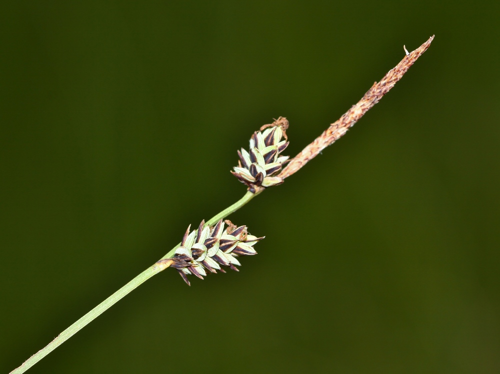 Изображение особи Carex meyeriana.
