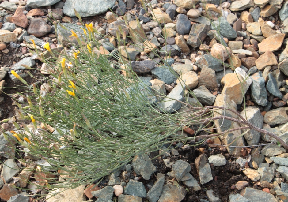 Изображение особи Chondrilla brevirostris.