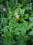 Vicia balansae