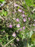 Spergularia rubra. Цветущее растение. Беларусь, Гродненская обл., Новогрудский р-н, окр. дер. Нёвда, залежь. 19.05.2016.