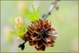 Larix cajanderi. Ветвь с молодой и прошлогодней шишкой. Магаданская обл., Колымское нагорье, окр. пос. Ягодное. 01.06.2009.