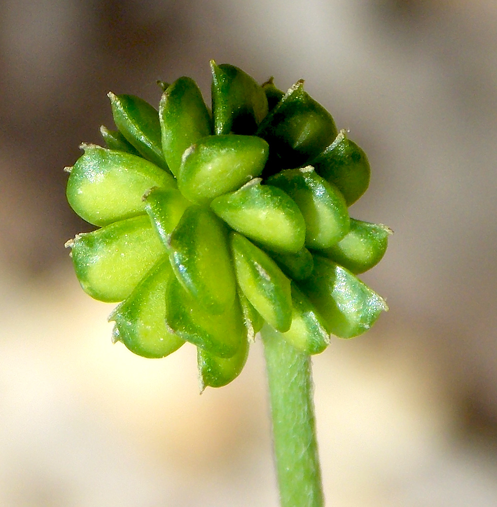 Изображение особи Ranunculus constantinopolitanus.