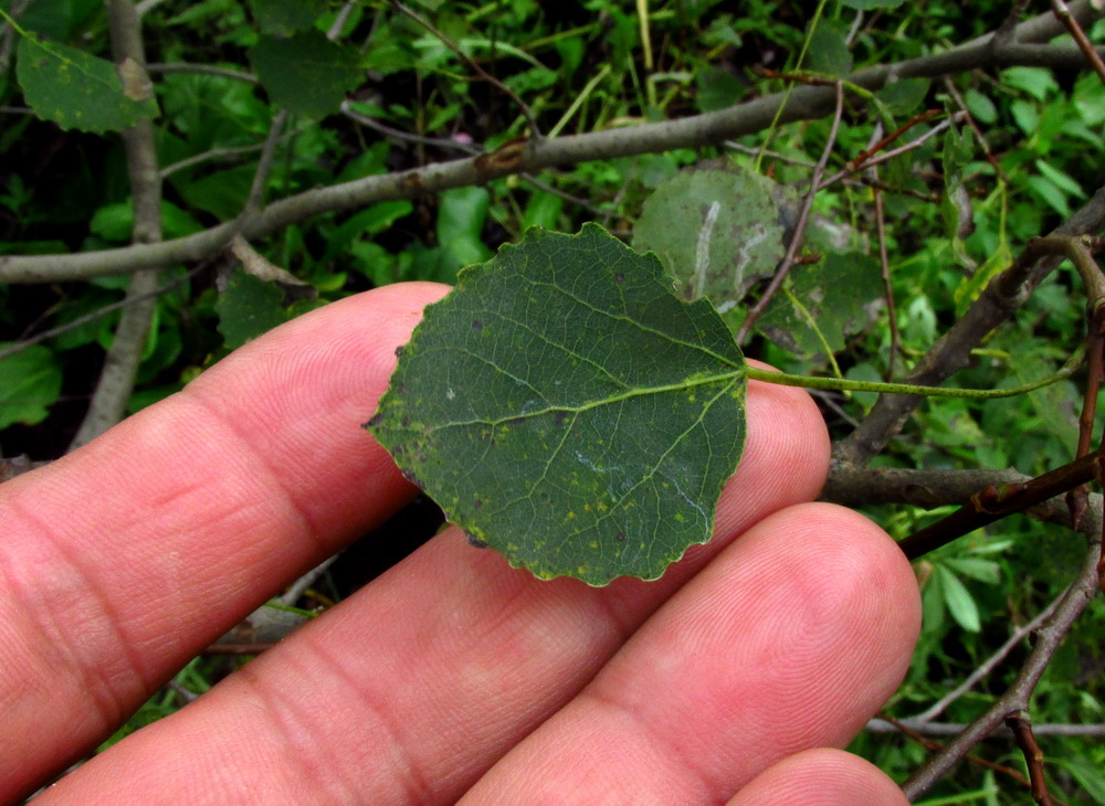 Изображение особи Populus tremula.