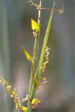 Fallopia dumetorum