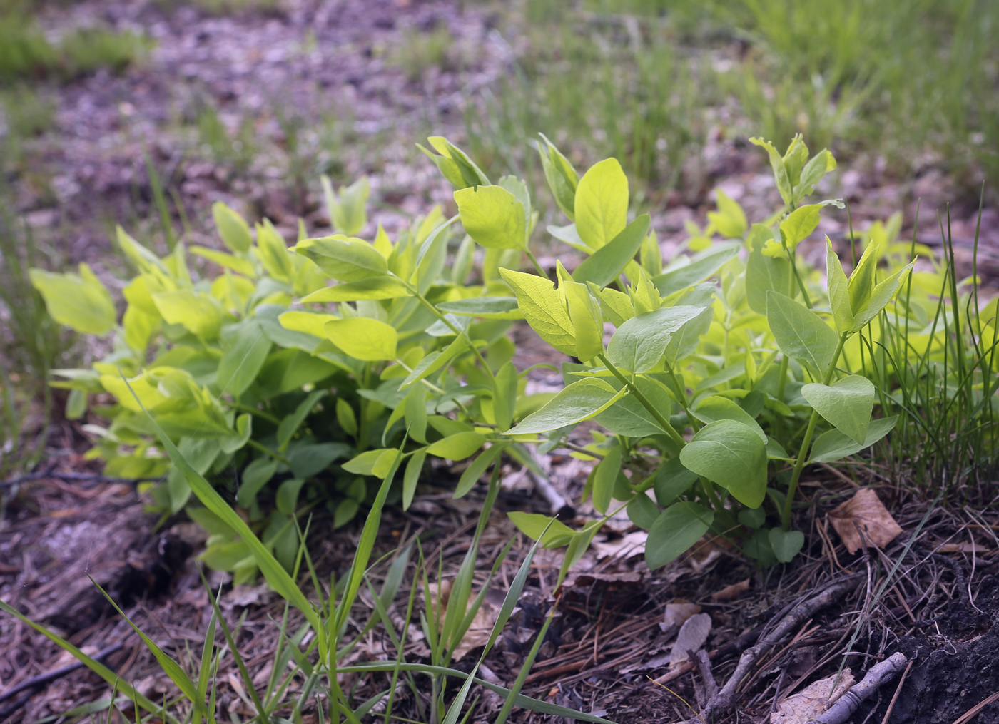 Изображение особи Lonicera xylosteum.