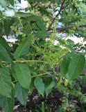 Ailanthus altissima. Распускающиеся соцветия и листья. Краснодарский край, г. Тихорецк, в культуре. 21.05.2018.