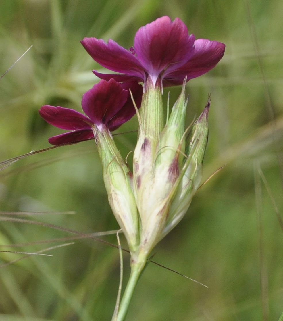 Изображение особи Dianthus giganteus.