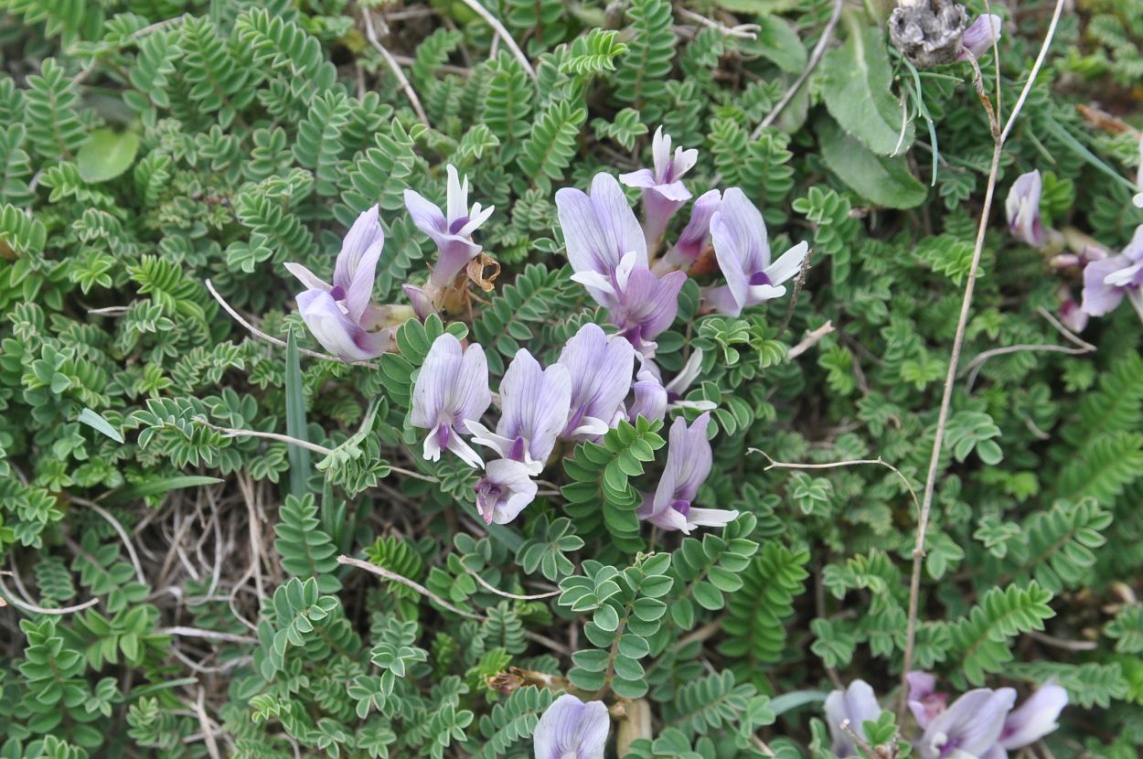 Изображение особи Astragalus levieri.