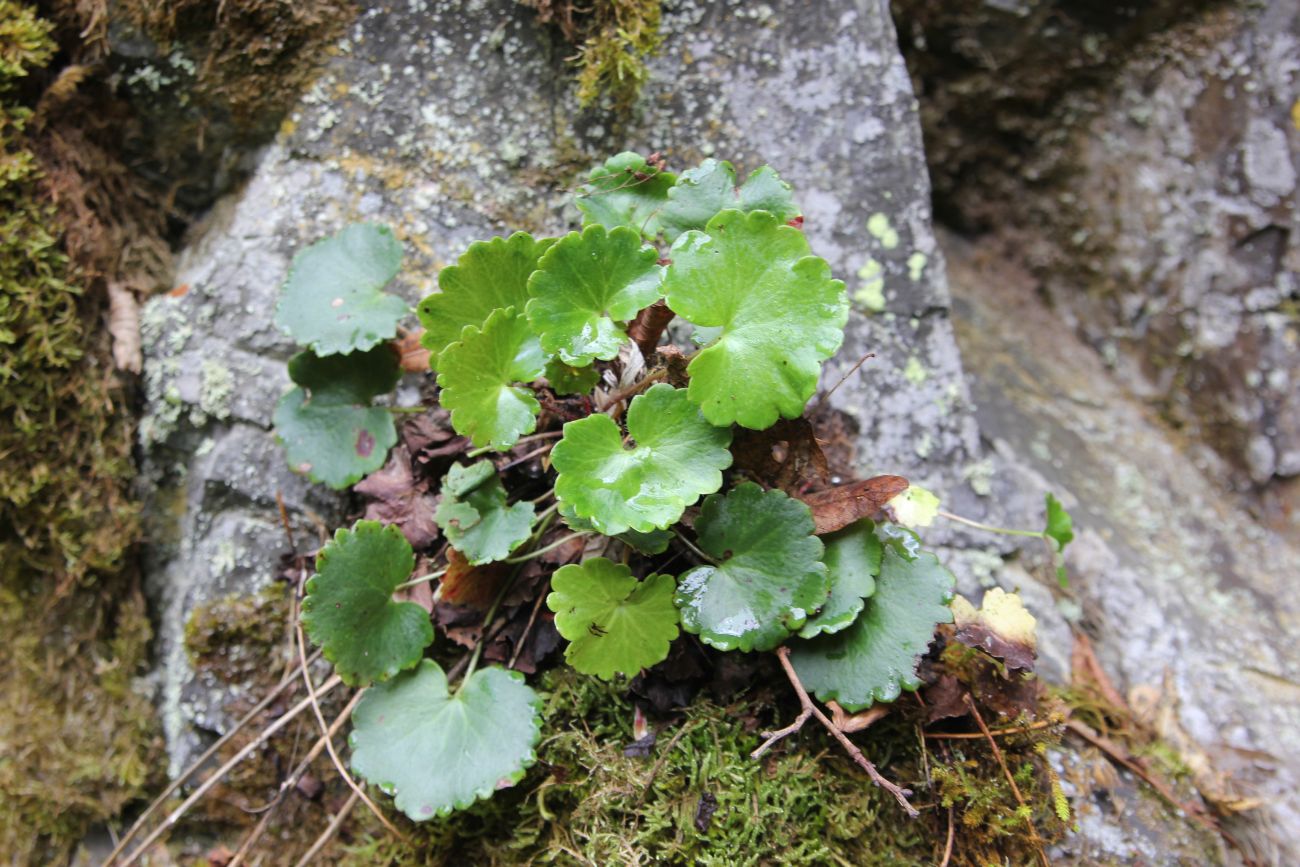 Image of Saxifraga repanda specimen.