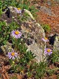 Aster alpinus