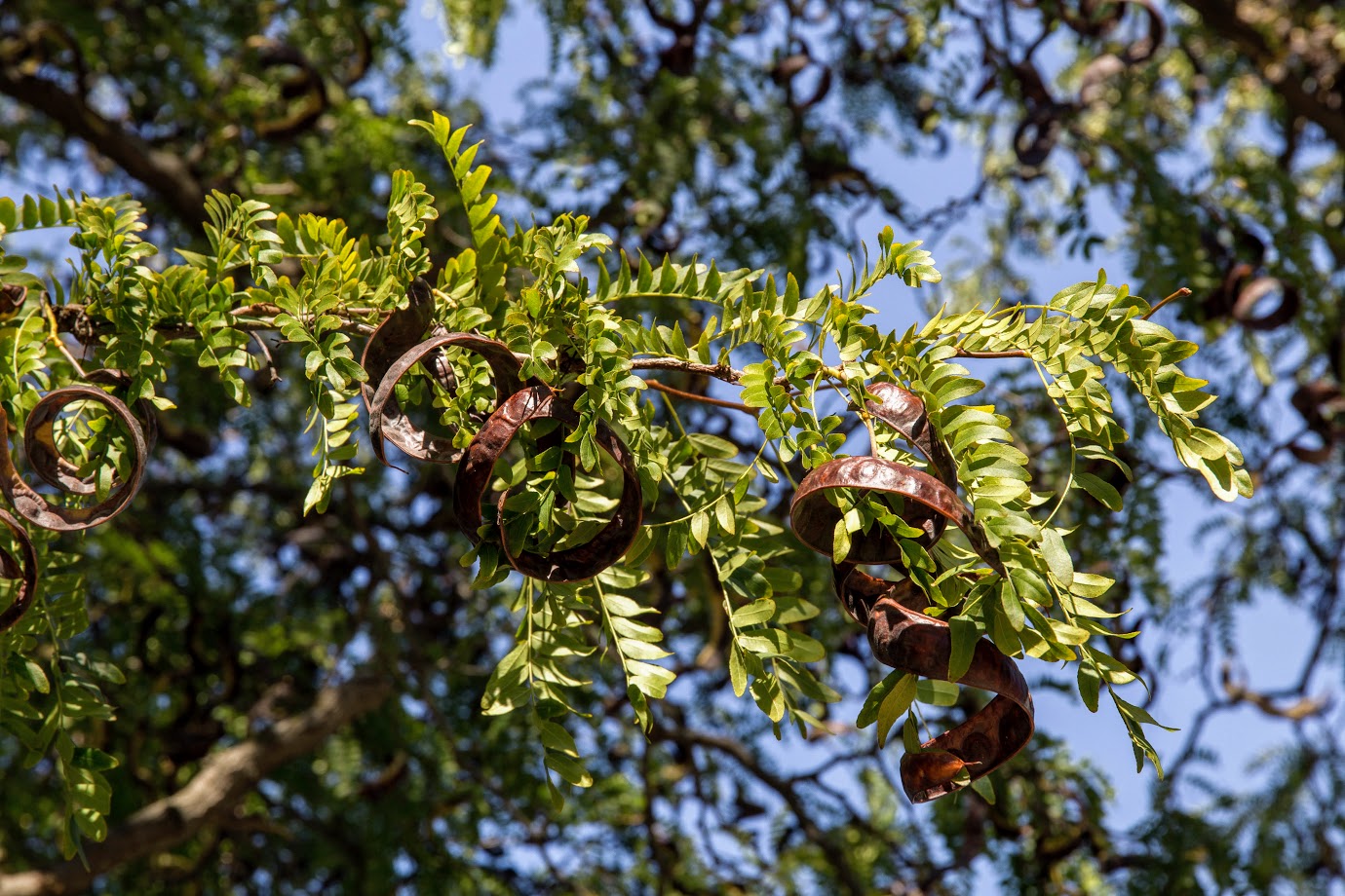 Изображение особи Gleditsia triacanthos.