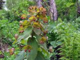 Euphorbia oblongifolia