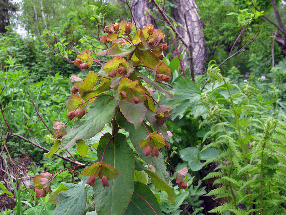 Изображение особи Euphorbia oblongifolia.