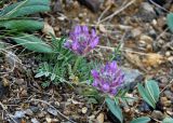 Astragalus laguroides