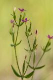 род Centaurium. Верхушка цветущего растения. Ростовская обл., Азовский р-н, окр. пос. Беловодье, пески. 12.07.2015.