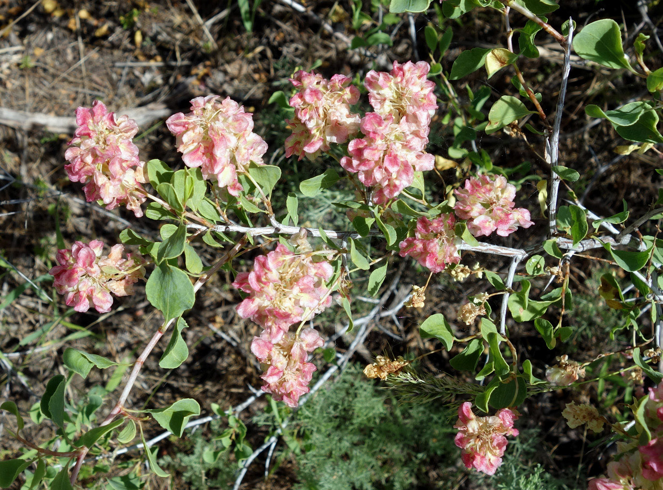 Изображение особи Atraphaxis pyrifolia.