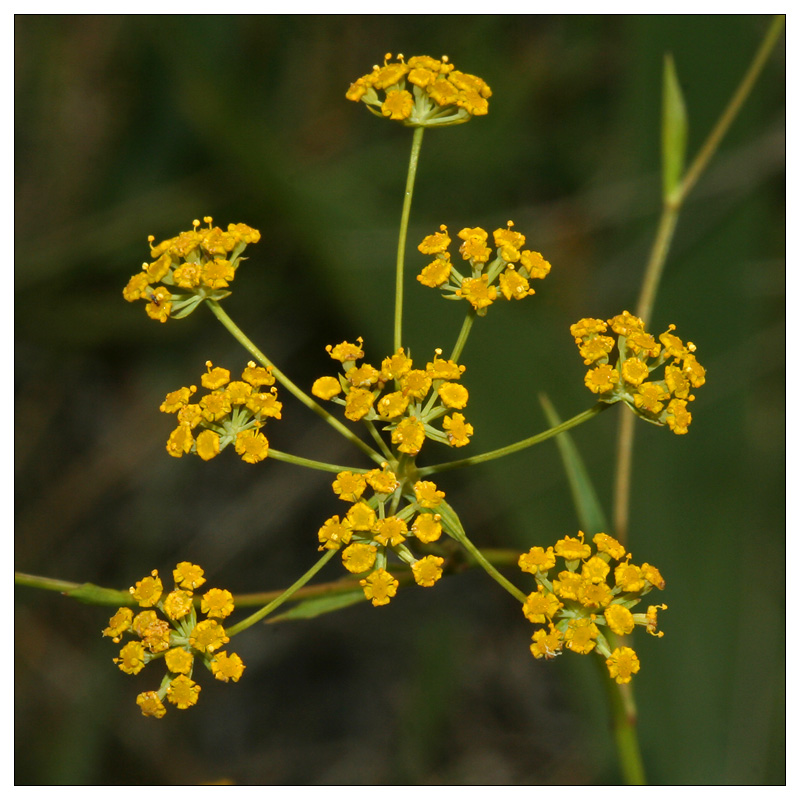 Изображение особи Bupleurum falcatum.