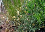 Astragalus ucrainicus