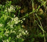 Galium mollugo