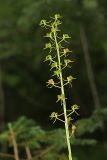 Liparis japonica
