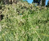 genus Eryngium. Верхушка цветущего растения. Краснодарский край, городской округ Сочи, Сочи-Центр, Сочинский дендрарий, в культуре. Июль 2020 г.