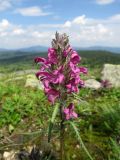 Pedicularis interioroides. Верхушка побега с соцветием. Хакасия, Ширинский р-н; Кузнецкий Алатау, окр. горы Пустасхыл, ≈1350 м н.у.м., зарастающая каменистая россыпь. 26.07.2021.