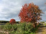 Sorbus aucuparia. Взрослые деревья с листвой в осенней окраске. Мурманская обл., Кандалакшский р-н, с. Ковда, частная усадьба. 26.09.2021.