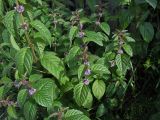 Mentha canadensis