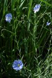 Linum austriacum