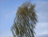 Betula pendula