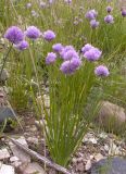 Allium schoenoprasum