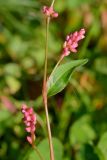 Persicaria maculosa. Часть побега с пазушным соцветием. Краснодарский край, Лазаревский р-н, мкр-н Дагомыс, гора Успенка, 100 м н.у.м., поляна. 04.11.2022.