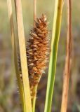 Carex rostrata