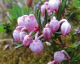 Andromeda polifolia