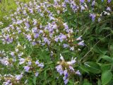 Salvia tomentosa