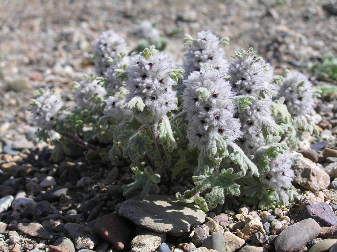 Изображение особи Lagopsis marrubiastrum.