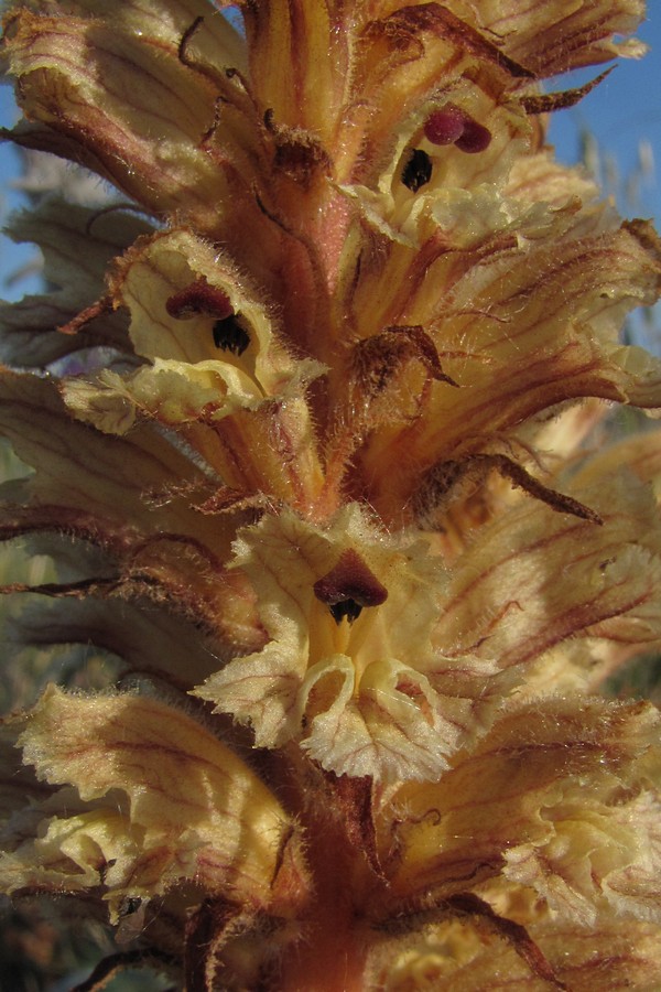 Изображение особи Orobanche callieri.