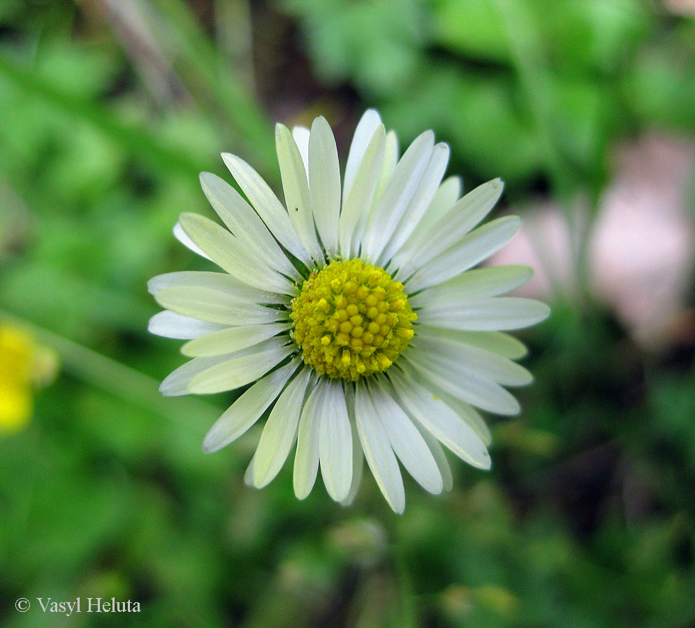 Изображение особи Bellis perennis.