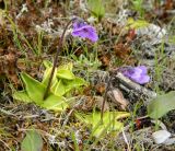 Pinguicula vulgaris