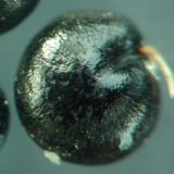 Chenopodium zerovii