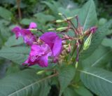 Impatiens glandulifera