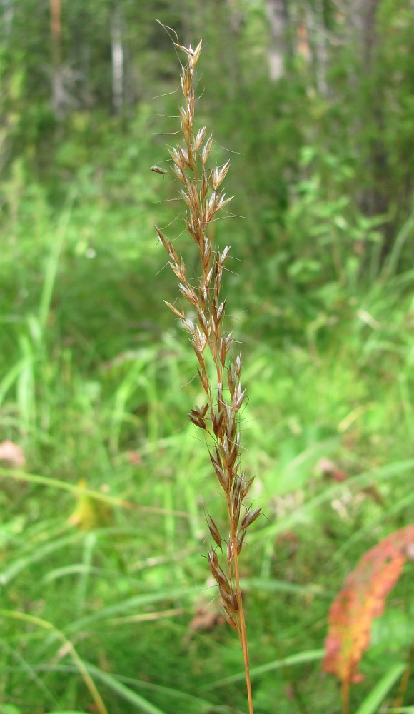 Изображение особи Trisetum sibiricum.