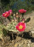 Opuntia phaeacantha разновидность camanchica форма rubra. Верхушка цветущего растения. Крым, Карадагский заповедник, подножье горы Карагач, степной склон к морю. 26 мая 2013 г.