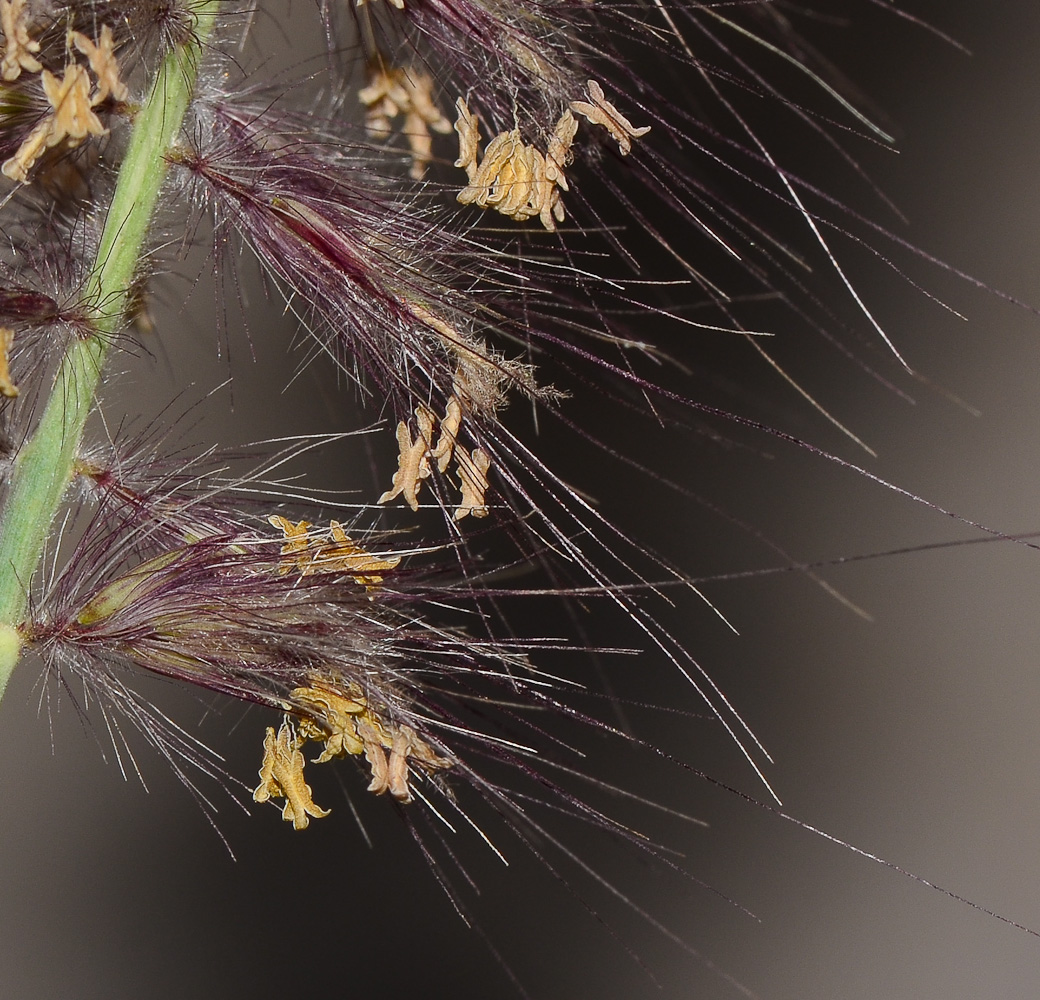 Изображение особи Pennisetum setaceum.