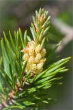 Pinus friesiana