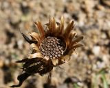 Stokesia laevis