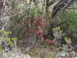 Leptecophylla juniperina. Плодоносящее растение. Австралия, о. Тасмания, национальный парк \"Крэдл Маунтин\". 25.02.2009.